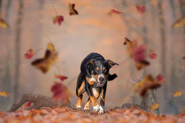 Glücklicher Hund Läuft Auf Herbstlaubboden Appenzeller Sennenhund — Stockfoto