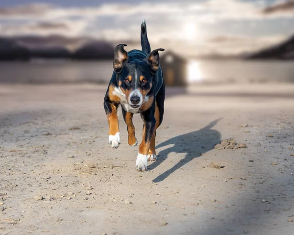 Σκύλος Τρέχει Πολύ Γρήγορα Στην Παραλία Appenzeller Sennenhund — Φωτογραφία Αρχείου