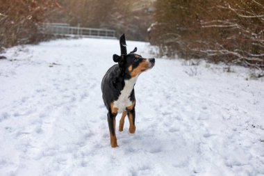 Şirin (appenzeller sennenhund) Karda köpek yürüyüşü