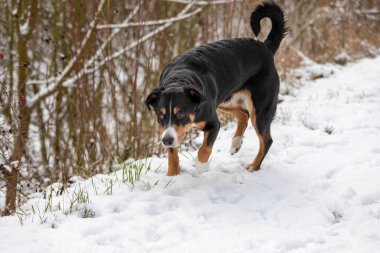 Şirin (appenzeller sennenhund) Karda köpek yürüyüşü