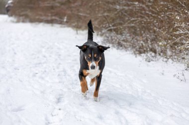 Şirin (appenzeller sennenhund) Karda köpek yürüyüşü