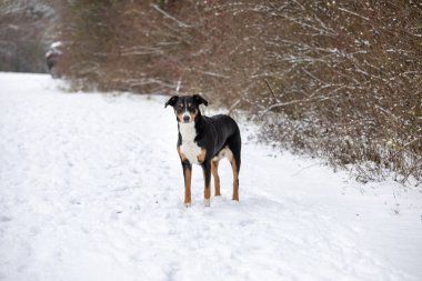 Köpek karın üzerinde duruyor. Appenzeller Sennenhund 