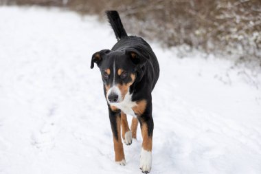 Şirin (appenzeller sennenhund) Karda köpek yürüyüşü
