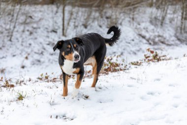 Köpek karın üzerinde duruyor. Appenzeller Sennenhund 