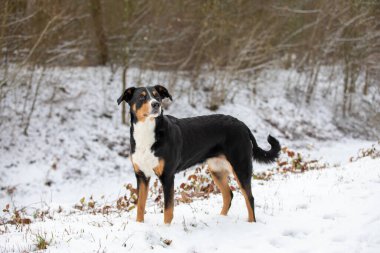 Köpek karın üzerinde duruyor. Appenzeller Sennenhund 