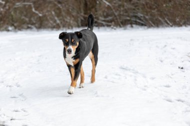 Şirin (appenzeller sennenhund) Karda köpek yürüyüşü
