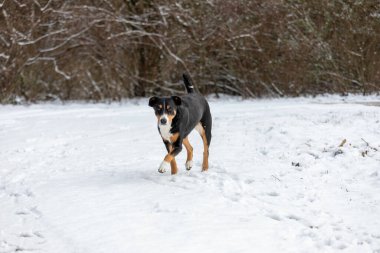 Şirin (appenzeller sennenhund) Karda köpek yürüyüşü