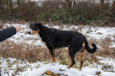 Karda köpek eğiten kadın, apandis sennenhund