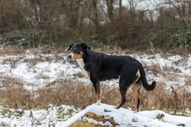 Ormanda duran köpek, appenzeller Sennenhund