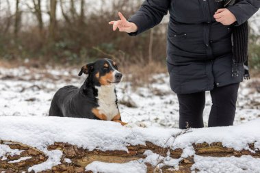 Karda köpek eğiten kadın, apandis sennenhund.