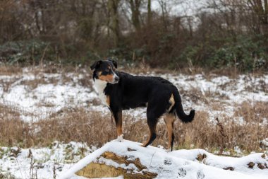Ormanda duran köpek, appenzeller Sennenhund