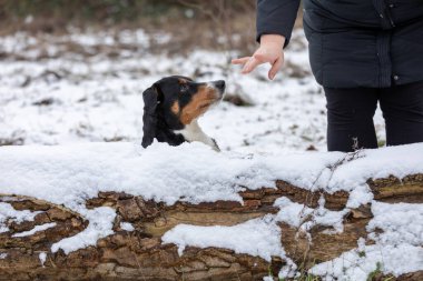 Karda köpek eğiten kadın, apandis sennenhund