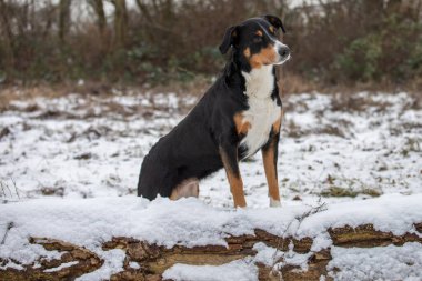 Ormanda duran köpek, appenzeller Sennenhund