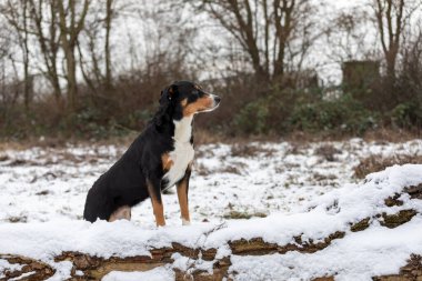 Ormanda duran köpek, appenzeller Sennenhund