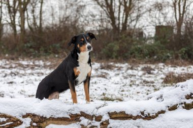 Ormanda duran köpek, appenzeller Sennenhund