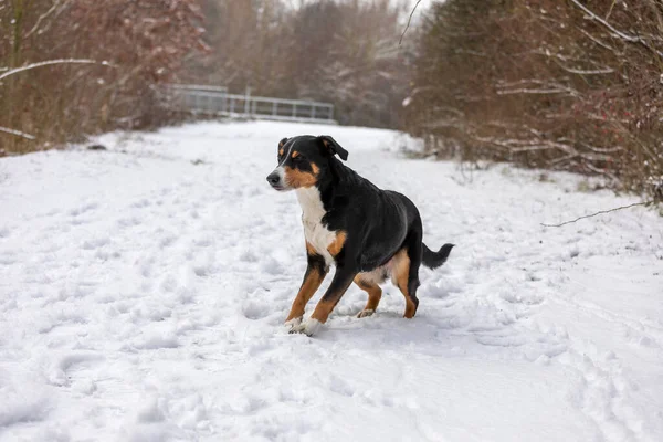 Carino Appenzeller Sennenhund Passeggiata Sulla Neve — Foto Stock