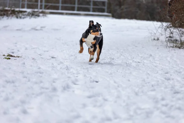 Niedlicher Appenzeller Sennenhund Hundeausflug Schnee — Stockfoto