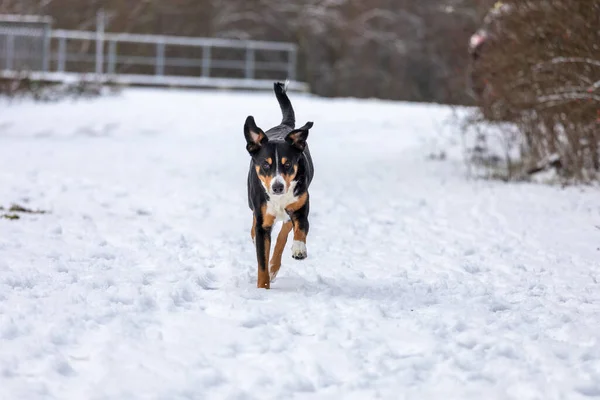 Roztomilý Appenzeller Sennenhund Pes Procházka Sněhu — Stock fotografie