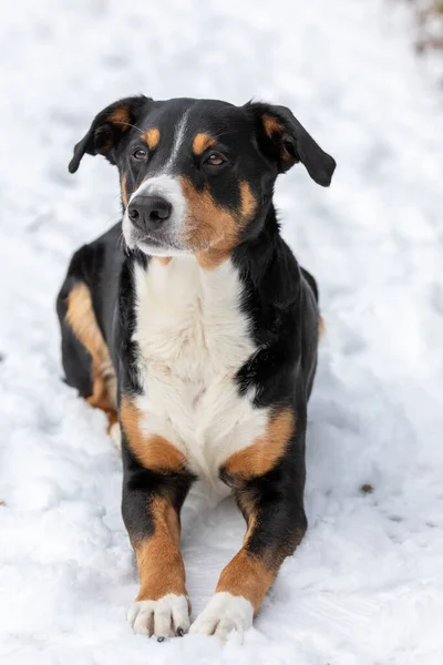 Liebenswerter Hund Genießt Den Schnee Appenzeller Sennenhund — Stockfoto