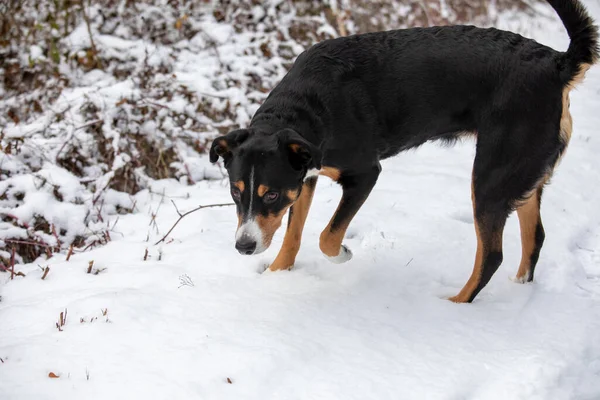 Roztomilý Appenzeller Sennenhund Pes Procházka Sněhu — Stock fotografie
