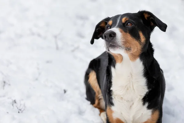 Liebenswerter Hund Genießt Den Schnee Appenzeller Sennenhund — Stockfoto