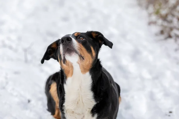 Rozkošný Pes Těší Sníh Appenzeller Sennenhund — Stock fotografie