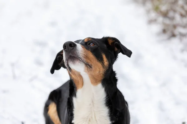 Liebenswerter Hund Genießt Den Schnee Appenzeller Sennenhund — Stockfoto