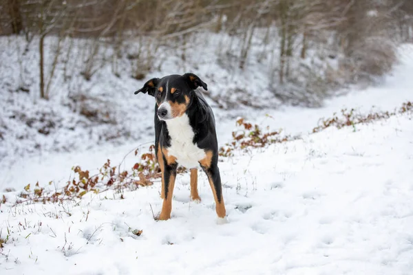 Hund Steht Schnee Appenzeller Sennenhund — Stockfoto