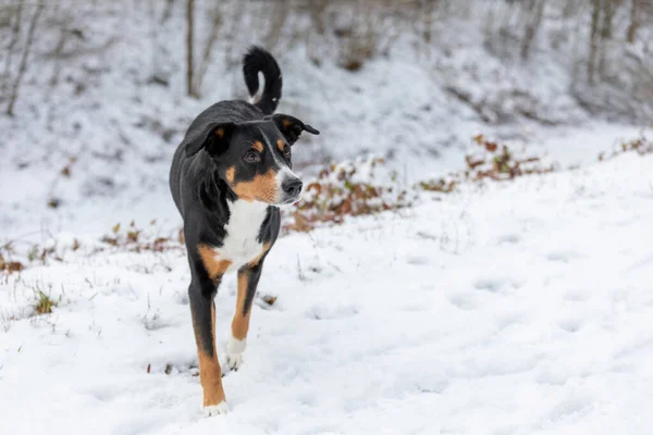 Pes Stojí Sněhu Appenzeller Sennenhund — Stock fotografie