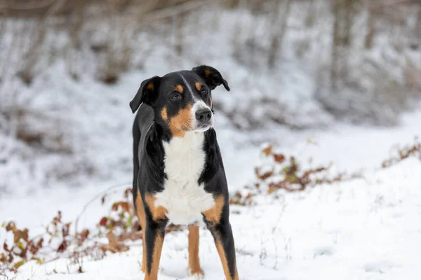 Hund Steht Schnee Appenzeller Sennenhund — Stockfoto