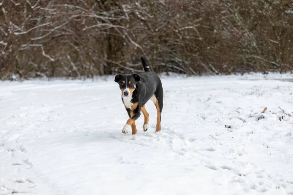 Niedlicher Appenzeller Sennenhund Hundeausflug Schnee — Stockfoto