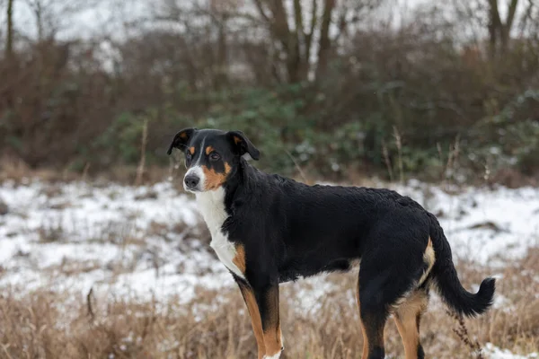Stående Hund Skogen Appenzeller Sennenhund — Stockfoto