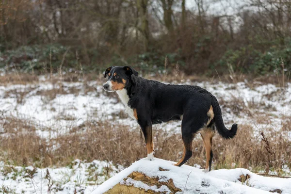 Stojící Pes Lese Appenzeller Sennenhund — Stock fotografie