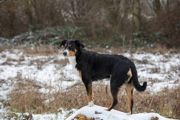 Stojící Pes Lese Appenzeller Sennenhund — Stock fotografie