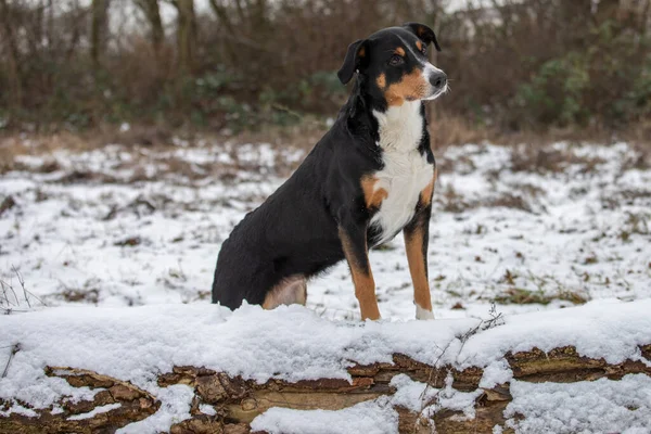 Στέκεται Σκυλί Στο Δάσος Appenzeller Sennenhund — Φωτογραφία Αρχείου