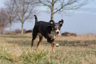 Komik Siyah Köpek koşuyor, zıplıyor ve dili kopuyor, apandis sennenhund