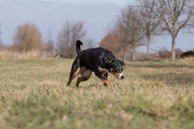 Komik Kara Köpek çok hızlı koşuyor, appenzeller Sennenhund