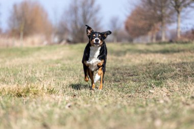 Yeşil bulanık arkaplanda çalışan üç renkli köpeğin resmini kapat, eklenti sennenhund