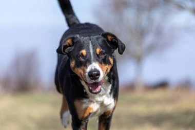 Mutlu köpek kulaklarıyla koşuyor, Appenzeller Sennenhun