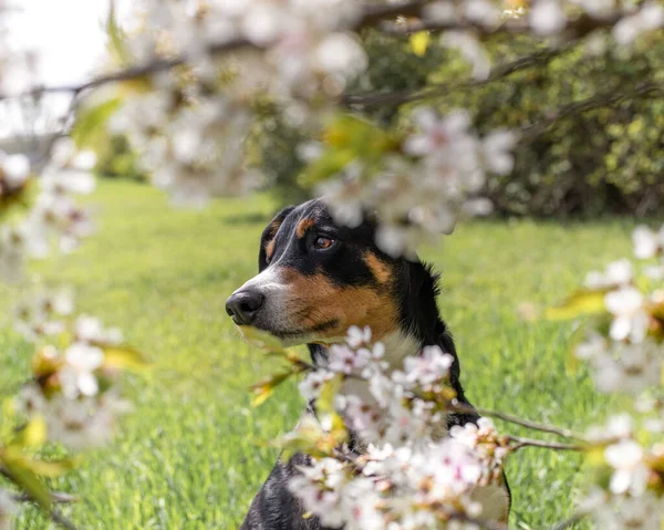 春に白い花を背景にした犬の肖像 付録千年紀 — ストック写真