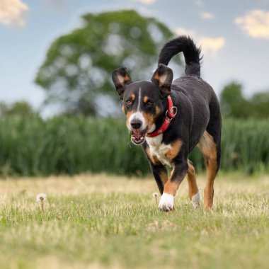 Köpek çimlerin üzerinde koşuyor, apandisit dikiyor.