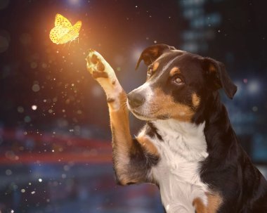 Kelebekli bir gecede köpek, Appenzeller Sennenhund