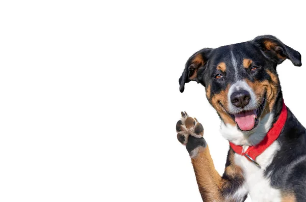 こんにちはさようならハイ5犬 アペンツェラーマウンテンドッグ — ストック写真