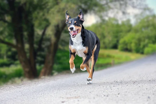 幸せな犬は幸せな耳で走っています アッペンツェル センネンハント — ストック写真