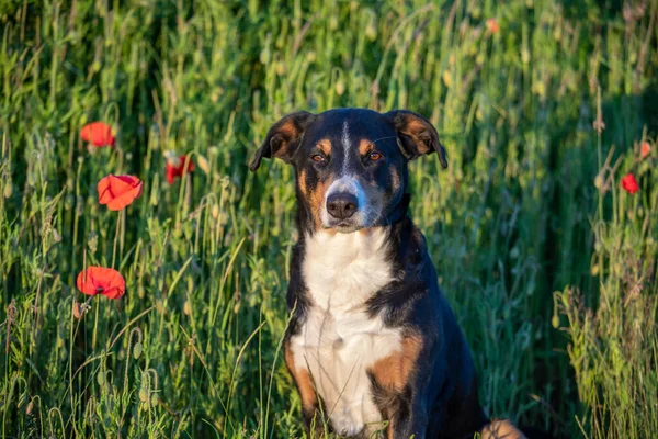 新鮮なポピー畑の犬 Appzeller Senenund — ストック写真