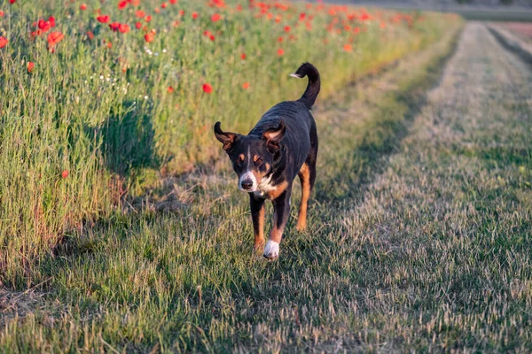 Σκύλος Μια Βόλτα Appenzeller Sennenhund — Φωτογραφία Αρχείου