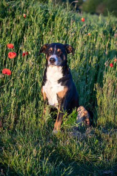 新鮮なポピー畑の犬 Appzeller Senenund — ストック写真