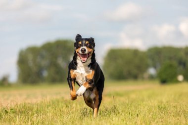 Köpek sarkık kulaklarla koşuyor, apandisit sennenhund