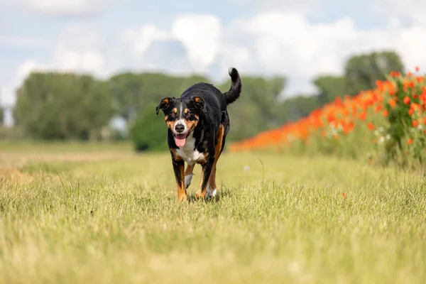 犬はフロッピー イヤーとアペンセラー センネントで走っています — ストック写真