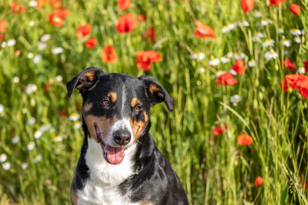 新鮮なポピー畑の犬 Appzeller Senenund — ストック写真
